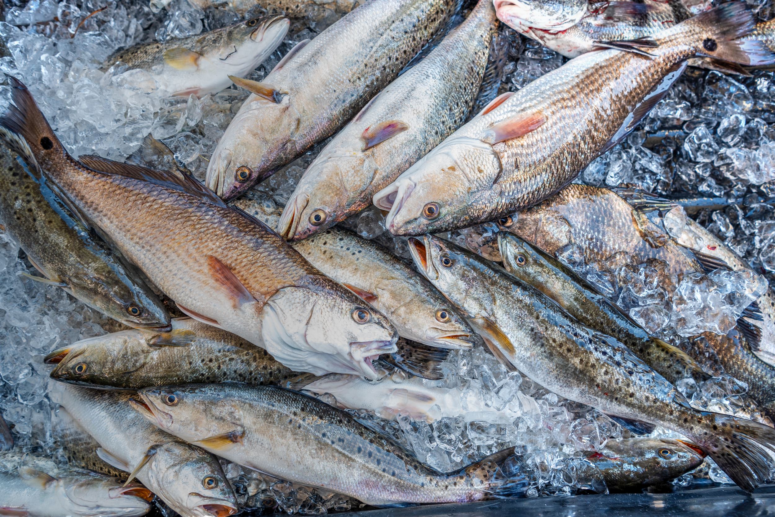 Wild Caught GA Fish01B