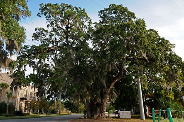 Breathtaking Live Oaks